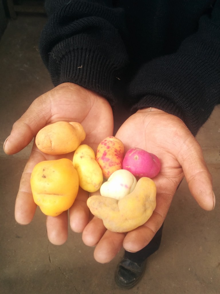 Hands holding heirloom potatoes from Peru