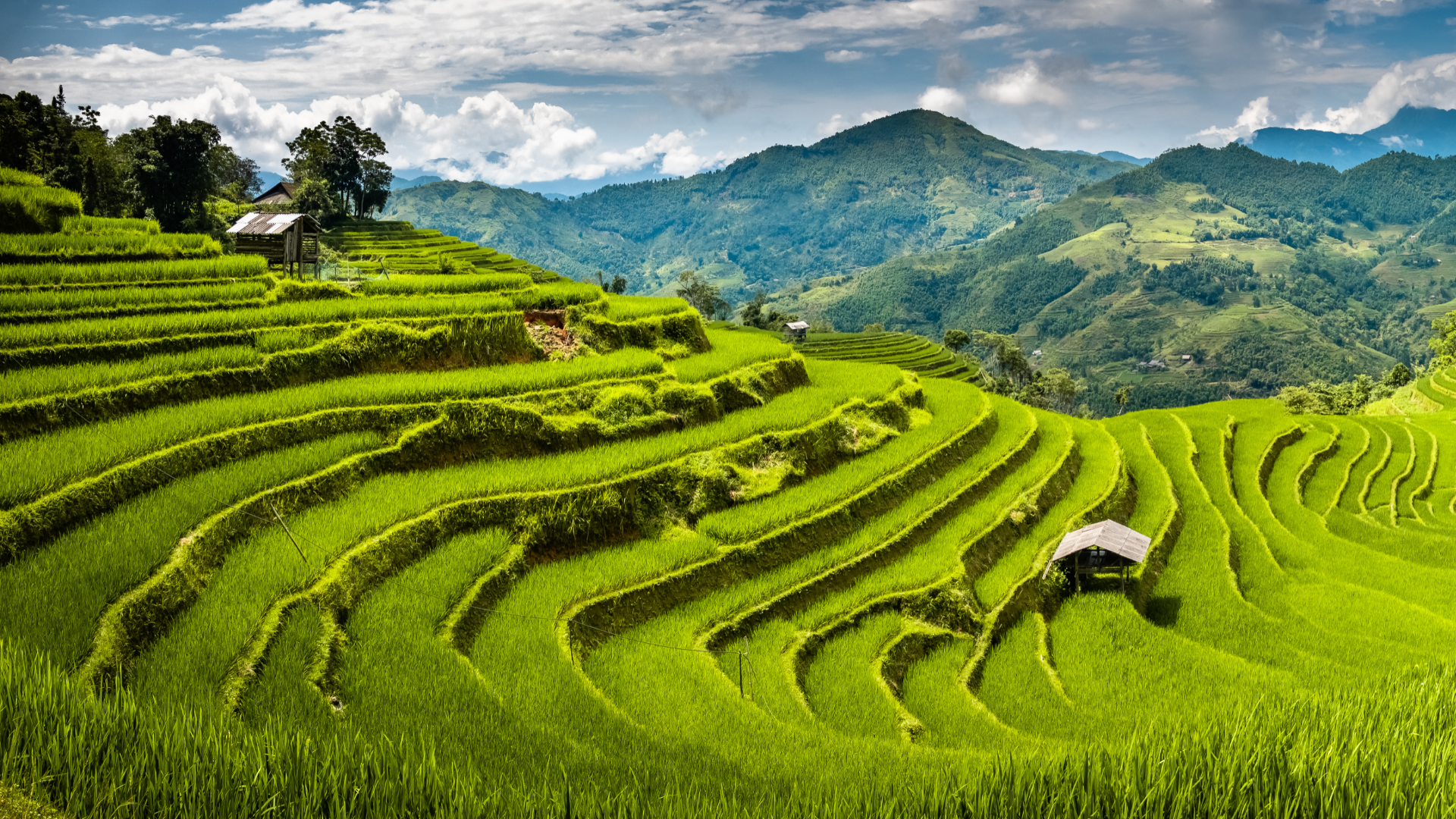 Lush rice field in mountains