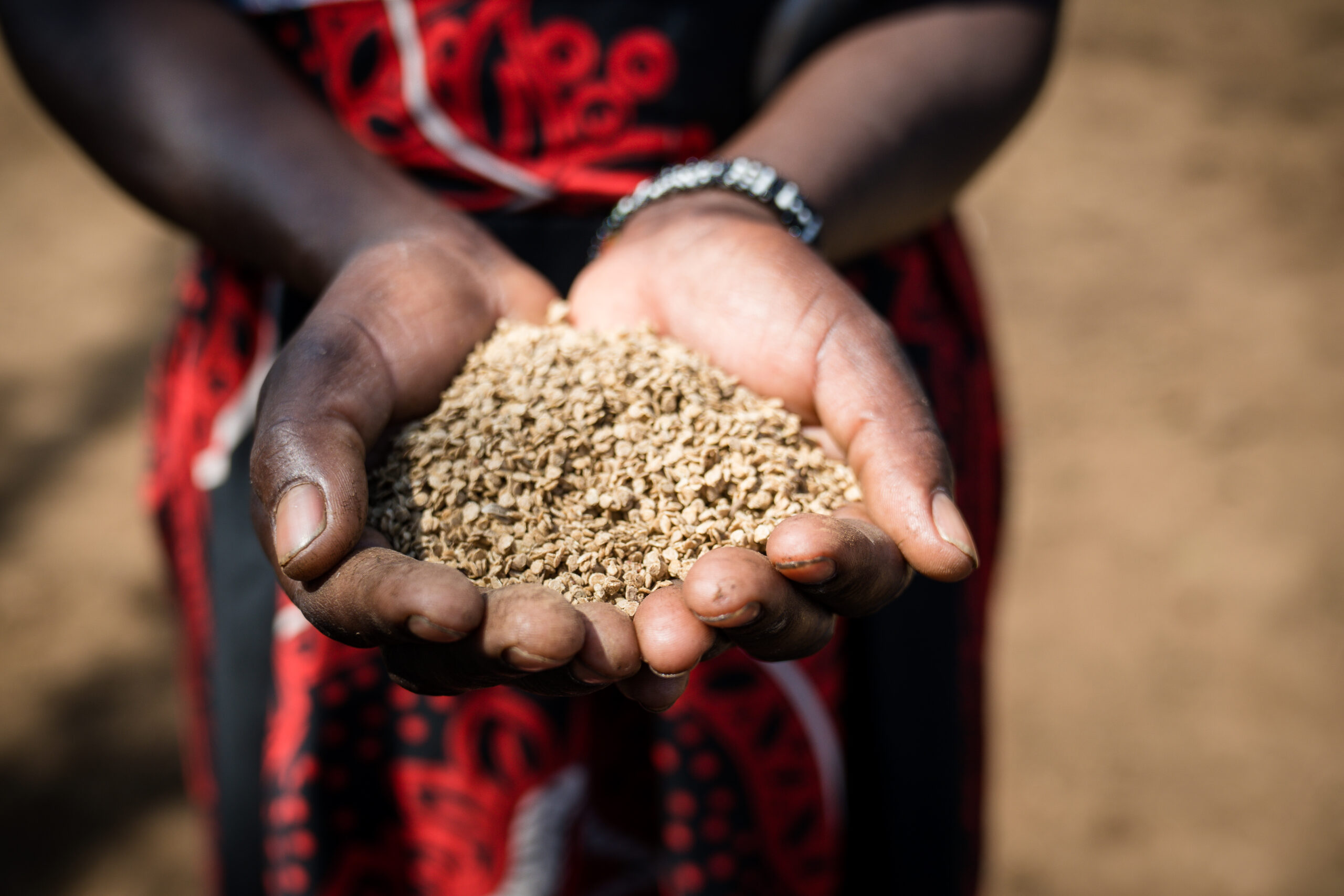 Kenyan hands holding grains