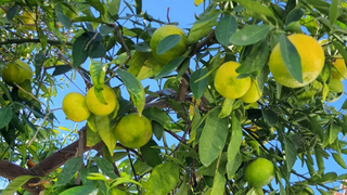 An orange tree with partially ripe fruits hanging