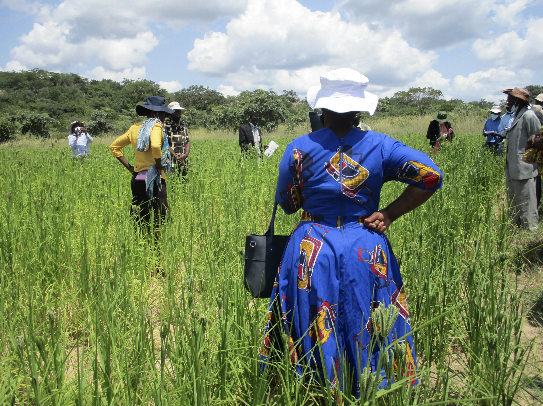 A large finger millet field in Gutu district, Masvingo province, southern Zimbabwe. The grass is green and a couple of farmers are inspecting the field. A Black woman wearing a white hat and a deep blue dress is facing her back to the camera. She is also holding a black handbag Photo by Collins Chirinda, courtesy of PELUM Zimbabwe.