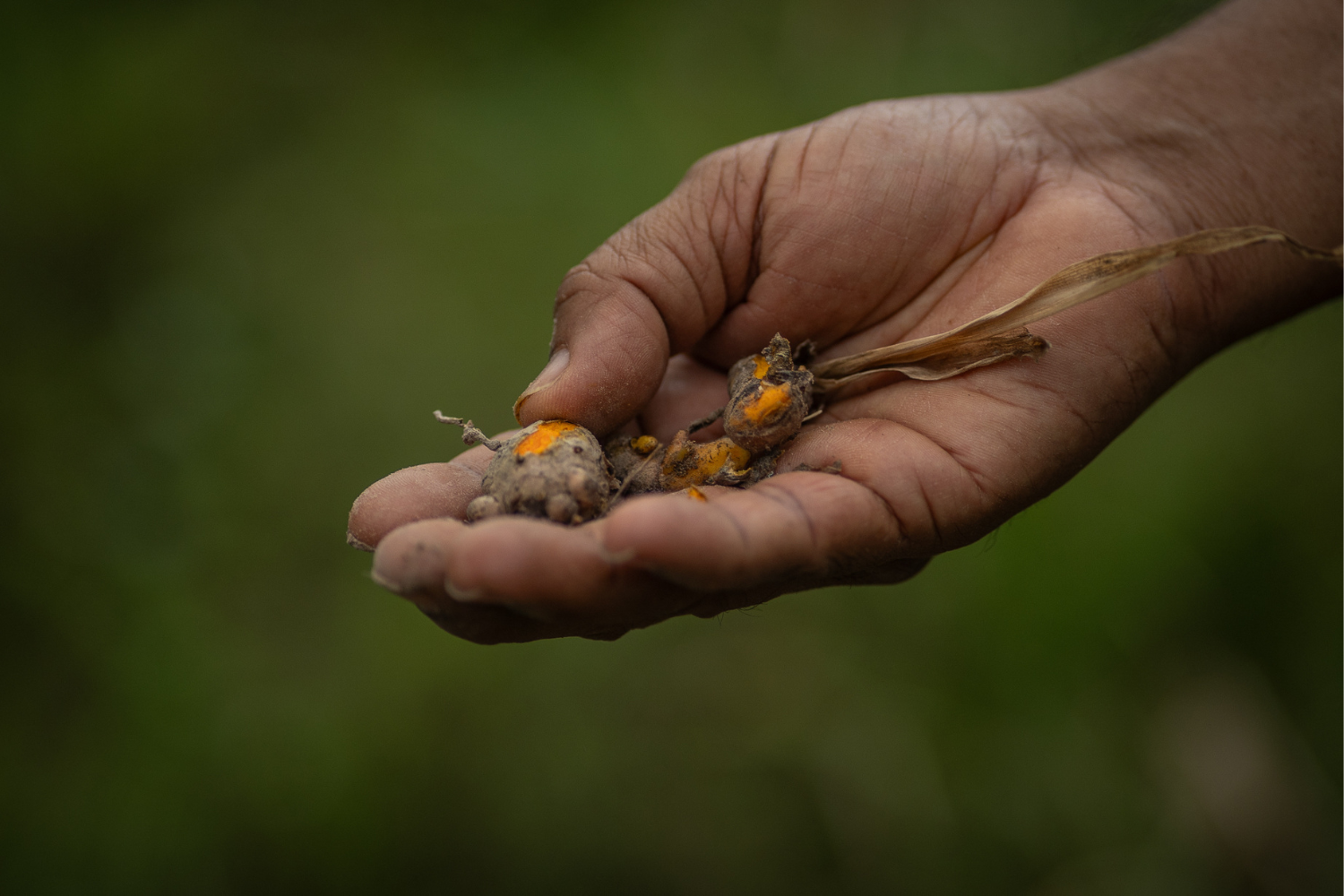 A close up of a hand holding turmeric.