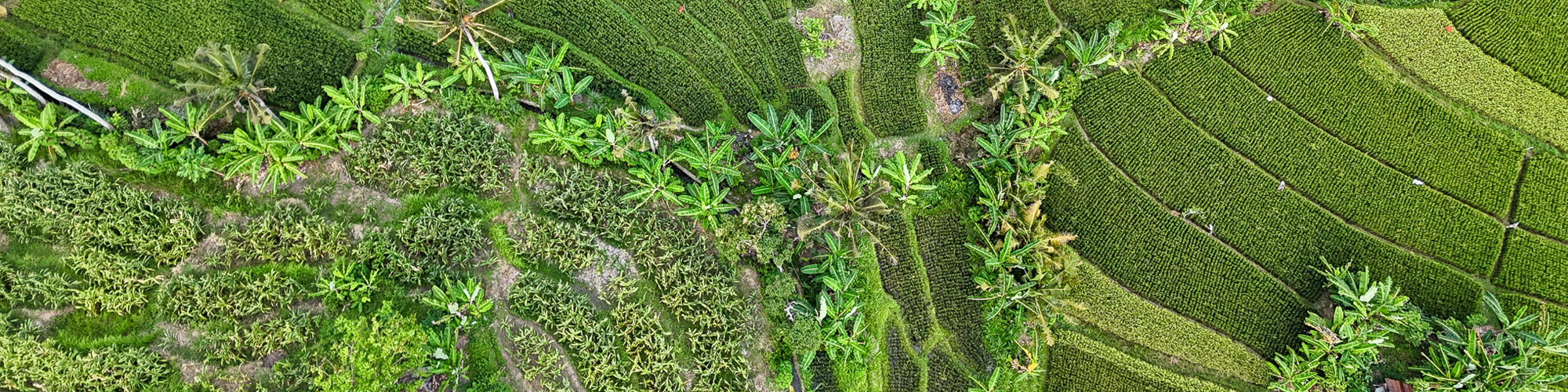 Drone shot of lush green rice fields