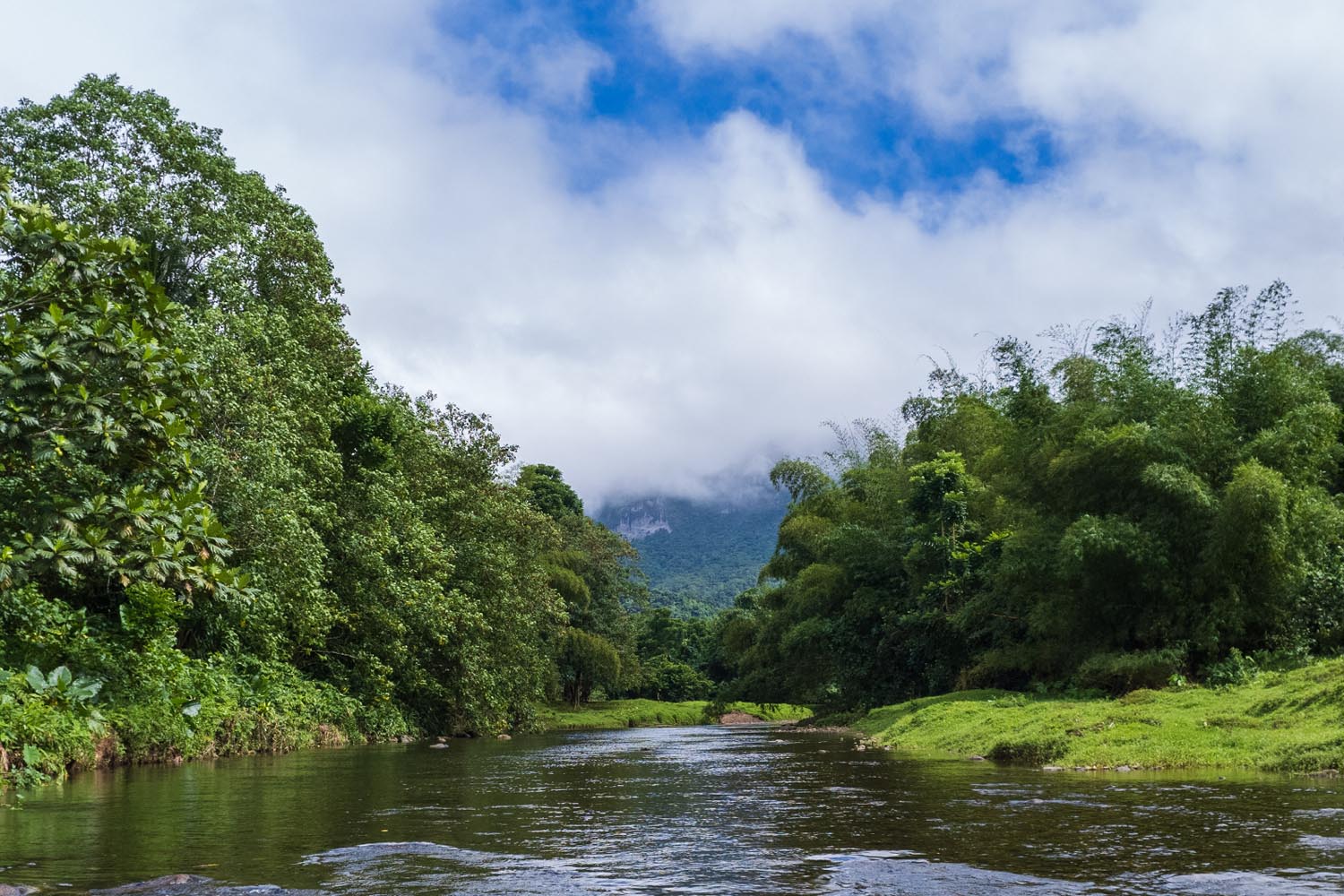 Lush tropical landscape with a running river