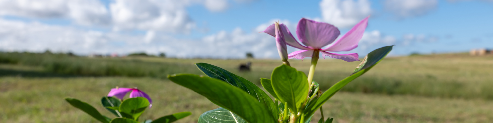 A close up of a purple flower with a field landscape as a background
