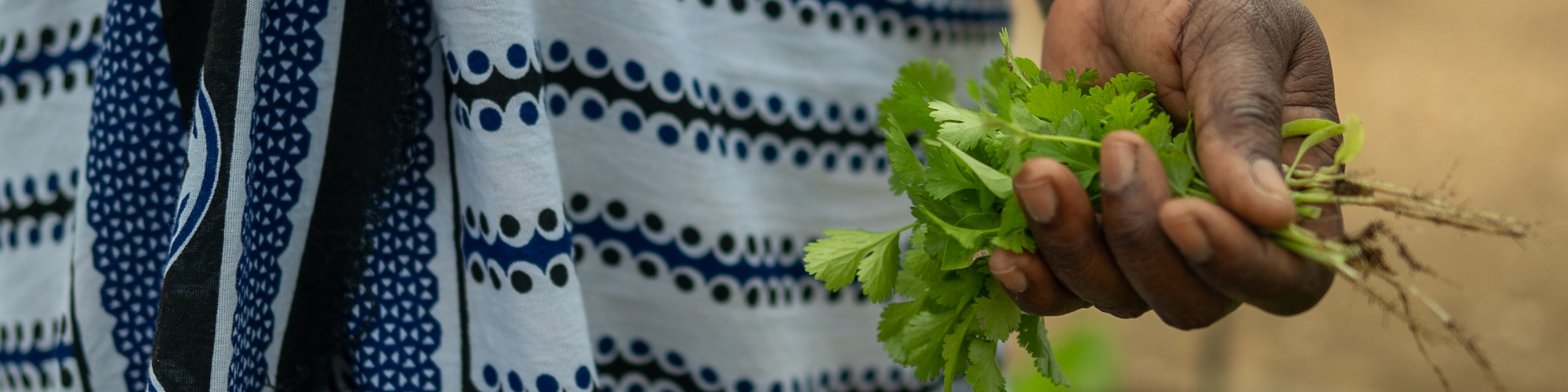 Hand holding herbs